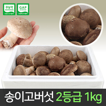 송이고버섯 2등급 1kg /당일수확/생산자 발송