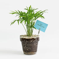[마이플랜트]테이블야자 유리화분 세트 인테리어 공기정화 식물