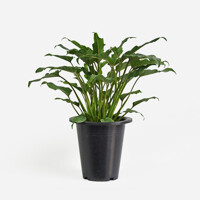 [마이플랜트]셀렘 셀룸 중대형 40-50cm 공기정화식물 거실 화초