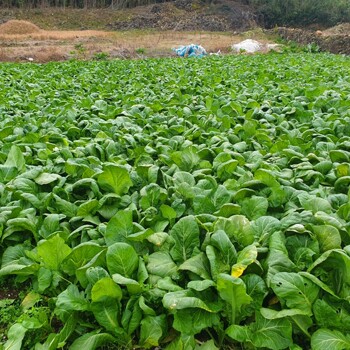 여수 노지 돌산갓 생갓 5kg 당일 수확 채취 산지직송 해풍 맞고 자란