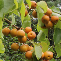 광양 황금산돌배 10kg(무선별)
