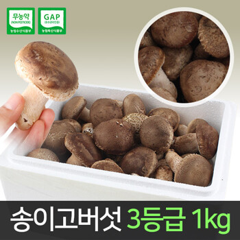 송이고버섯 3등급 1kg /당일수확/생산자 발송