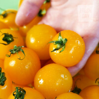 [프레시데이] 아삭달콤 옐로리타 황금 방울 토마토 특품 3kg