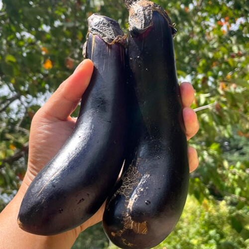 주식회사 장수 포미식탁 국내산 금보라 못난이 햇 가지 5kg