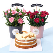카네이션 화분세트 + 지지스 수제당근케익 꽃배송