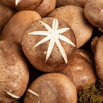 [한가득]논산 청정지역 사랑이네 표고버섯 1kg(가정용/35-50내외)