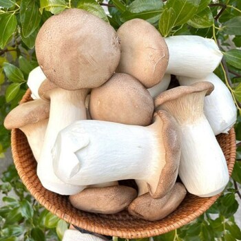 국내산 새송이버섯 상급 2kg