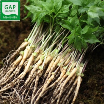 새싹인삼 자연농법 재배 2~3년근 명품 특대 30뿌리 35cm내외 