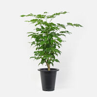 [마이플랜트]녹보수 중대형 70-80cm 공기정화식물 거실 화초