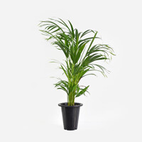 [마이플랜트]아레카야자 중대형 65-75cm 공기정화식물 거실 화초