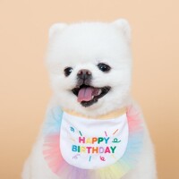 초코펫하우스 강아지 해피버스데이 케이프 / 생일파티 케이프