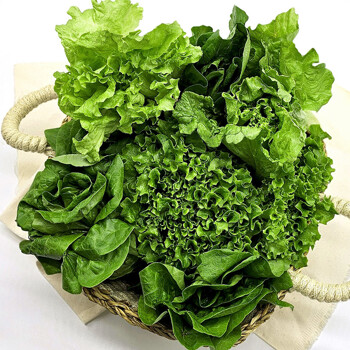 [당일수확/산지직송] 유러피안 샐러드 모듬 야채 채소 4-5종 1kg